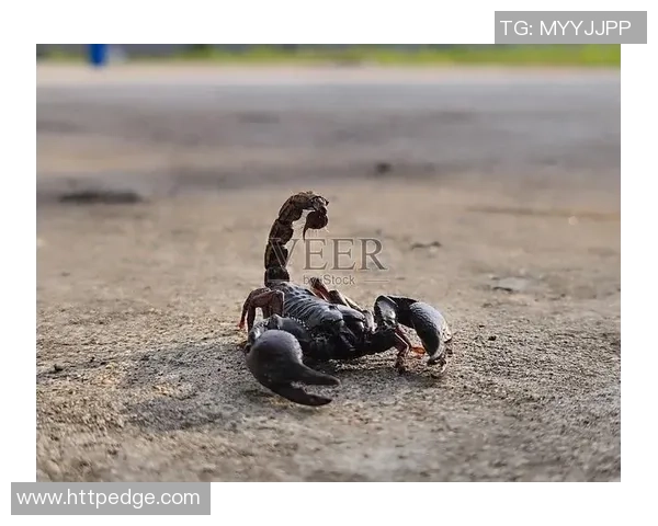 黑蝎子与泰国通用装备的较量：谁能在战场上胜出并主宰未来战局